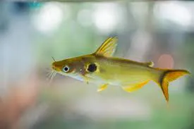 Павлине око, S. (лат. - Horabagrus brachysoma)